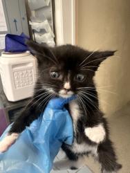 Shelter Stray Female Cat last seen Portside Cir and Starbord Way, Roseville City, CA, 200 Tahoe Ave, Roseville, CA 95678, USA