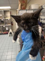 Shelter Stray Male Cat last seen Portside Cir and Starbord Way, Roseville City, CA, 200 Tahoe Ave, Roseville, CA 95678, USA