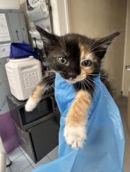 Shelter Stray Female Cat last seen Portside Cir and Starbord Way, Roseville City, CA, 200 Tahoe Ave, Roseville, CA 95678, USA