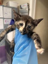 Shelter Stray Female Cat last seen Portside Cir and Starbord Way, Roseville City, CA, 200 Tahoe Ave, Roseville, CA 95678, USA