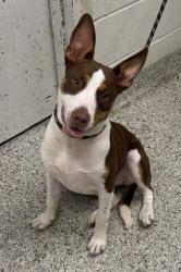 Shelter Stray Female Dog last seen Near E 87th Street KCMO 64138, 64138, MO, 7077 Elmwood Ave, Kansas City, MO 64132, USA