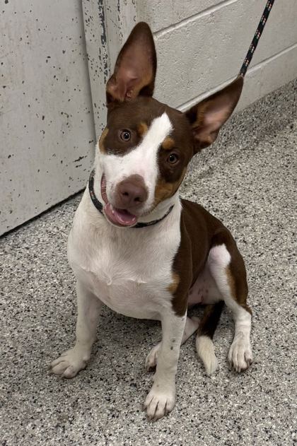 Shelter Stray Female Dog last seen Near E 87th Street KCMO 64138, 64138, MO, 7077 Elmwood Ave, Kansas City, MO 64132, USA