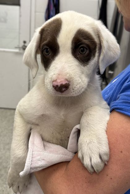 Shelter Stray Female Dog last seen E 36th St and Montgall Ave, KCMO, 64128, 64128, MO, 7077 Elmwood Ave, Kansas City, MO 64132, USA