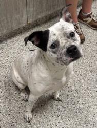 Shelter Stray Female Dog last seen E 53rd and Spruce Ave, KCMO, 64130, 64130, MO, 7077 Elmwood Ave, Kansas City, MO 64132, USA