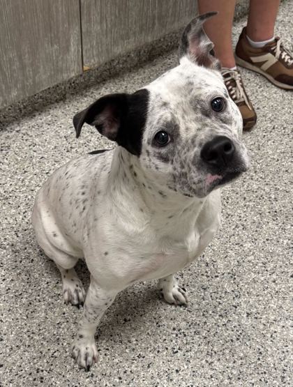 Shelter Stray Female Dog last seen E 53rd and Spruce Ave, KCMO, 64130, 64130, MO, 7077 Elmwood Ave, Kansas City, MO 64132, USA