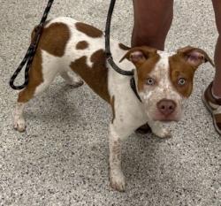 Shelter Stray Male Dog last seen Troost Ave & E 89th St, KCMO, 64131, 64131, MO, 7077 Elmwood Ave, Kansas City, MO 64132, USA