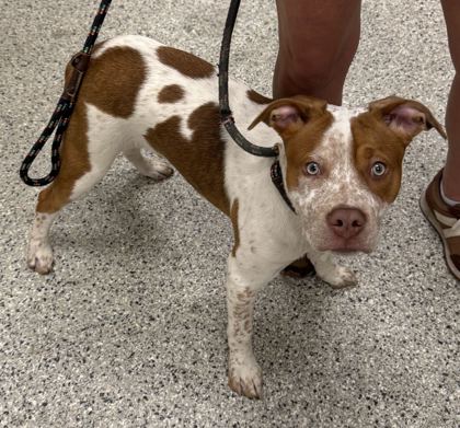 Shelter Stray Male Dog last seen Troost Ave & E 89th St, KCMO, 64131, 64131, MO, 7077 Elmwood Ave, Kansas City, MO 64132, USA
