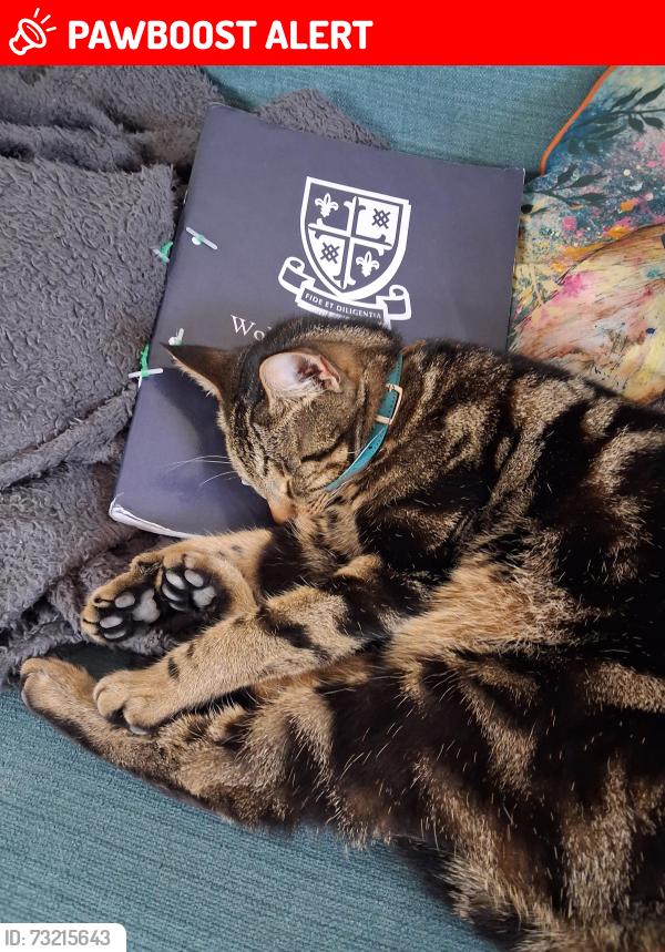 Lost Female Cat last seen Near Evelyn close woking, Surrey, England GU22 0DG