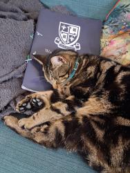 Lost Female Cat last seen Near Evelyn close woking, Surrey, England GU22 0DG