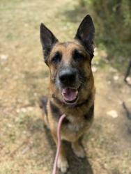 Shelter Stray Female Dog last seen WPAH (W 117 & Lorain), 1st District, OH, 9203 Detroit Ave, Cleveland, OH 44102, USA