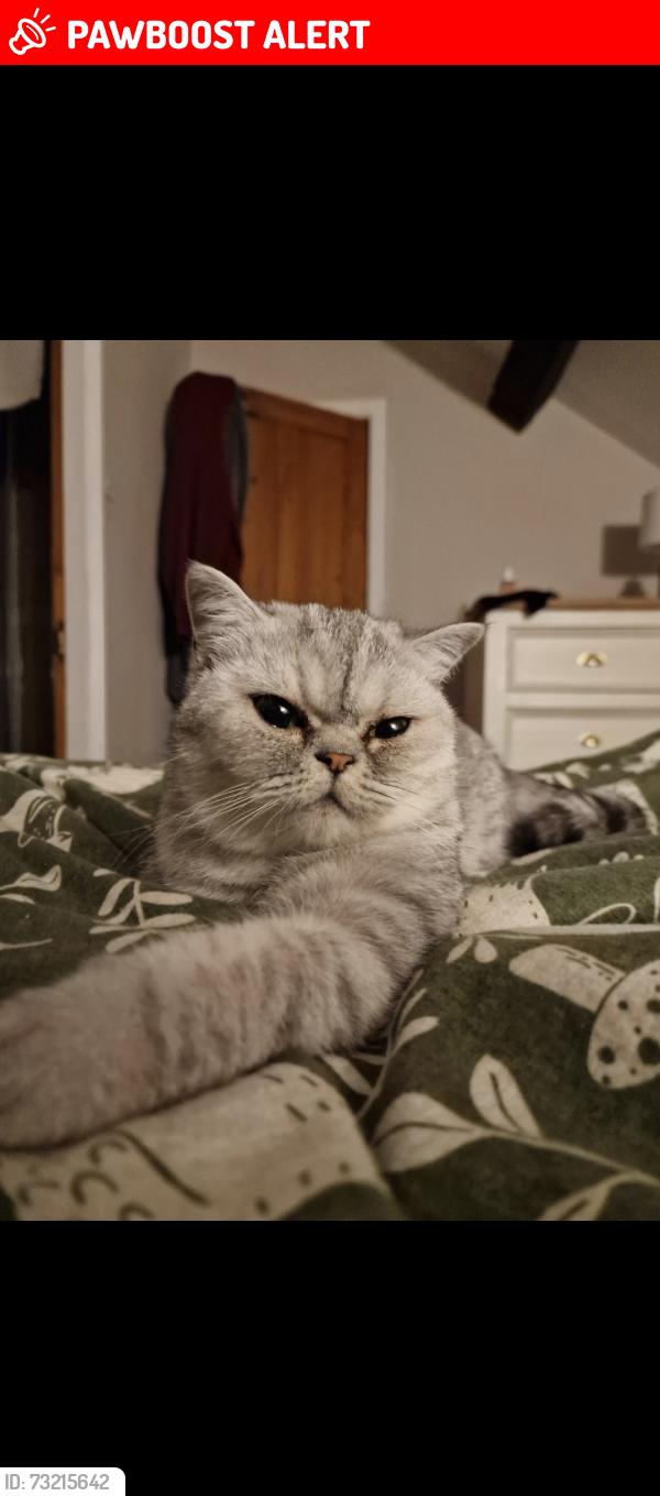 Lost Female Cat last seen Pulford lane, Dodleston, England CH4 9NN
