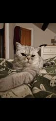 Lost Female Cat last seen Pulford lane, Dodleston, England CH4 9NN
