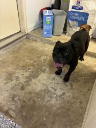 Found/Stray Female Dog last seen In the Cheyenne suburbs, Dickinson, TX 77539