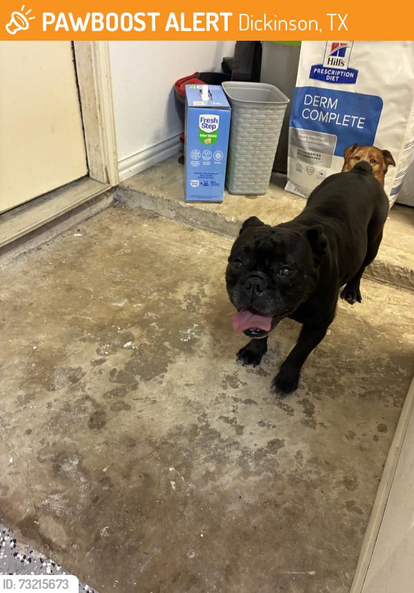 Found/Stray Female Dog last seen In the Cheyenne suburbs, Dickinson, TX 77539