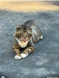 Reunited Male Cat last seen Occidental Blvd. and Scott Place, Los Angeles, CA 90026