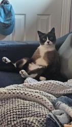 Reunited Female Cat last seen St. Claire Ave., Lochmoor Waterway Estates, FL 33903
