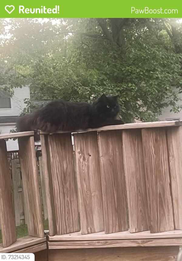 Reunited Female Cat last seen Pine lakes area, Strongsville, OH 44136