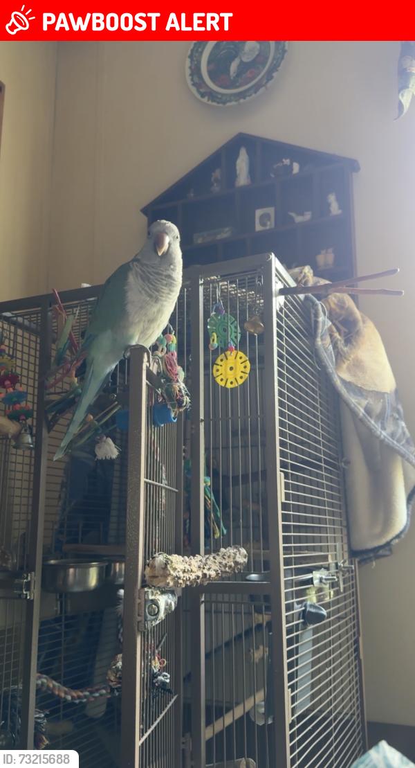 Lost Male Bird last seen Berea church Rd and hwy 70, Connelly Springs, NC 28612