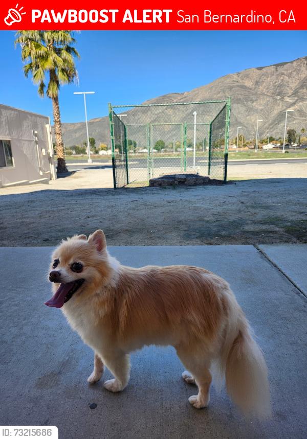 Lost Female Dog last seen Near N L St,, San Bernardino, CA 92411