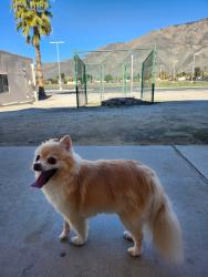 Lost Female Dog last seen Near N L St,, San Bernardino, CA 92411