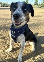 Reunited Male Dog last seen 30th & Arapahoe, Boulder, CO 80301