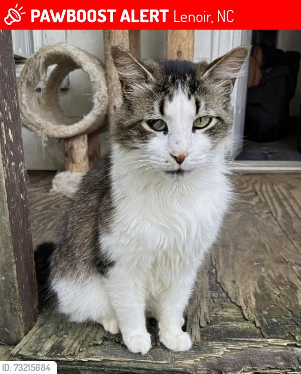 Lost Male Cat last seen Habitat for Humanity, Lenoir, NC 28645