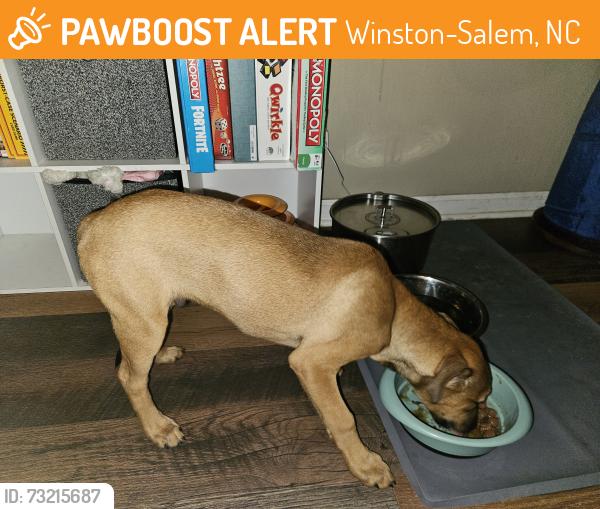 Found/Stray Male Dog last seen Country Club and Toddle Dr, Winston-Salem, NC 27104