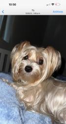 Reunited Female Dog last seen Near SW 242nd Terr, Homestead, FL 33032