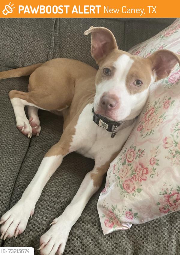 Found/Stray Female Dog last seen Valley Ranch Resort Rentals, New Caney, TX 77357
