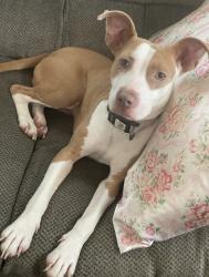 Found/Stray Female Dog last seen Valley Ranch Resort Rentals, New Caney, TX 77357