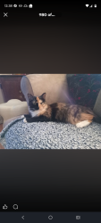 Lost Female Cat last seen Stuart Lane Augusta Maine by the yellow apmts, Augusta, ME 04330