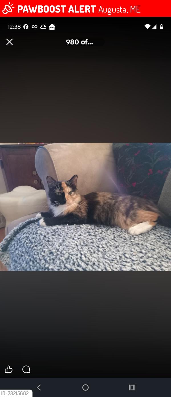 Lost Female Cat last seen Stuart Lane Augusta Maine by the yellow apmts, Augusta, ME 04330