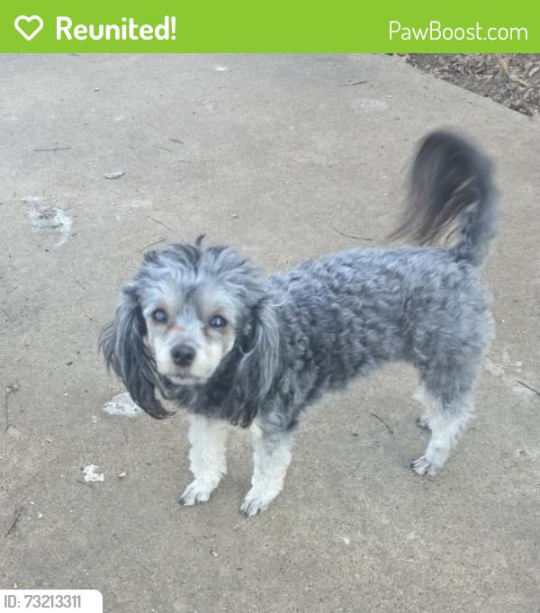 Reunited Female Dog last seen Doris and Texas, Columbia, MO 65202