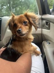 Found/Stray Female Dog last seen Matenty road intersection by Williamsburg square pool, Germantown, MD 20874