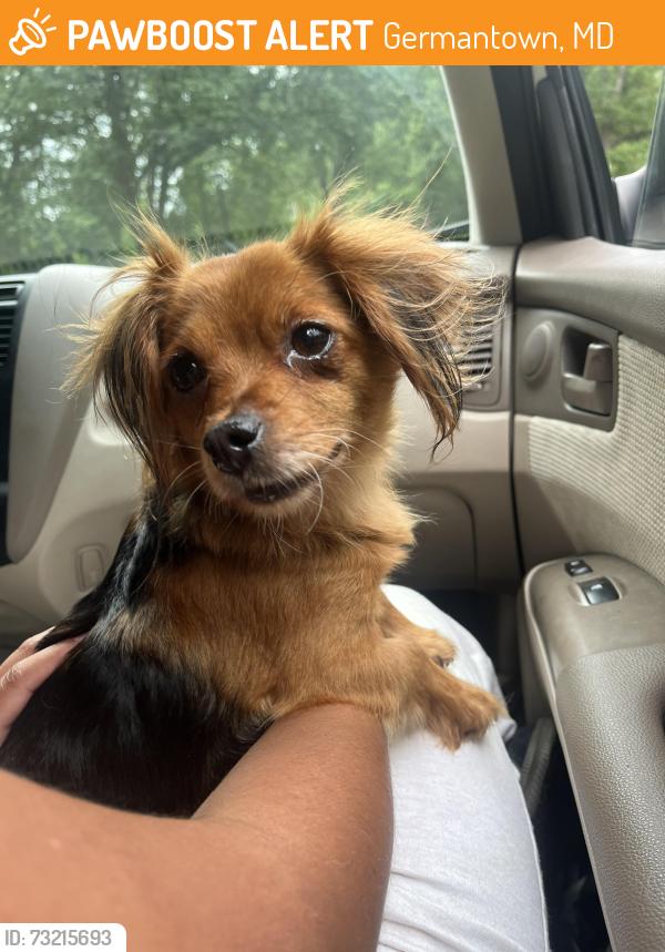 Found/Stray Female Dog last seen Matenty road intersection by Williamsburg square pool, Germantown, MD 20874