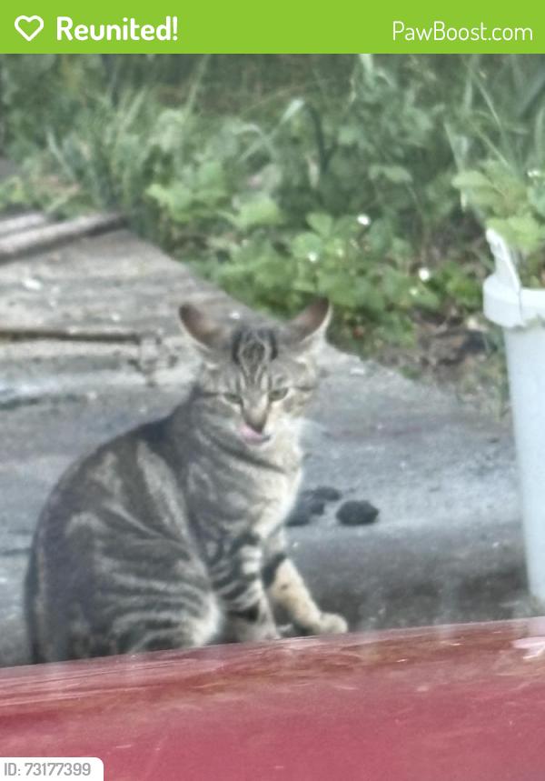 Reunited Male Cat last seen save a lot, Sharon, PA 16146