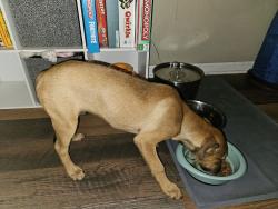 Found/Stray Male Dog last seen Country Club and Toddle, Winston-Salem, NC 27104