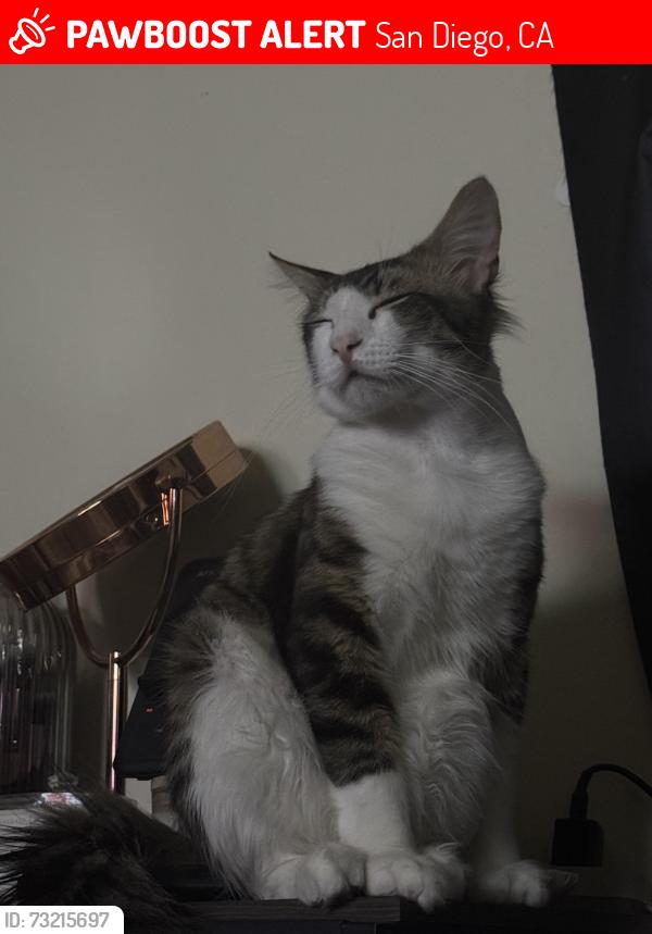 Lost Male Cat last seen Arizona st and Adam’s ave, San Diego, CA 92116