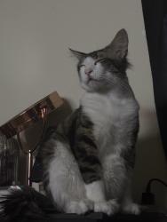 Lost Male Cat last seen Arizona st and Adam’s ave, San Diego, CA 92116