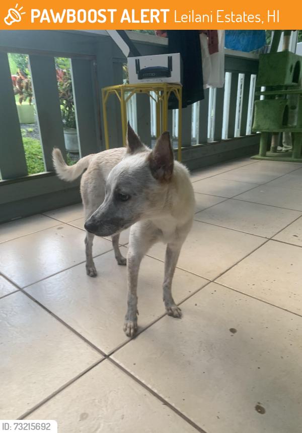 Found/Stray Male Dog last seen Maile, Leilani Estates, HI 96778