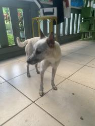 Found/Stray Male Dog last seen Maile, Leilani Estates, HI 96778