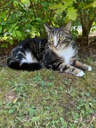 Lost Male Cat last seen Clover Leaze, Coalpit Heath, England 