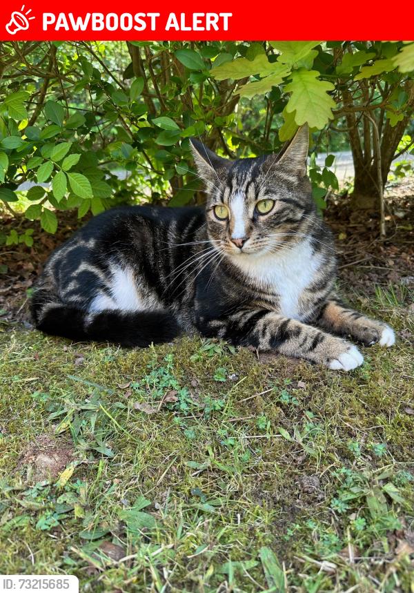 Lost Male Cat last seen Clover Leaze, Coalpit Heath, England 