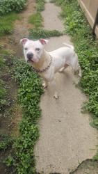 Found/Stray Male Dog last seen Near s Forest Ave, Chicago Il, Chicago, IL 60628