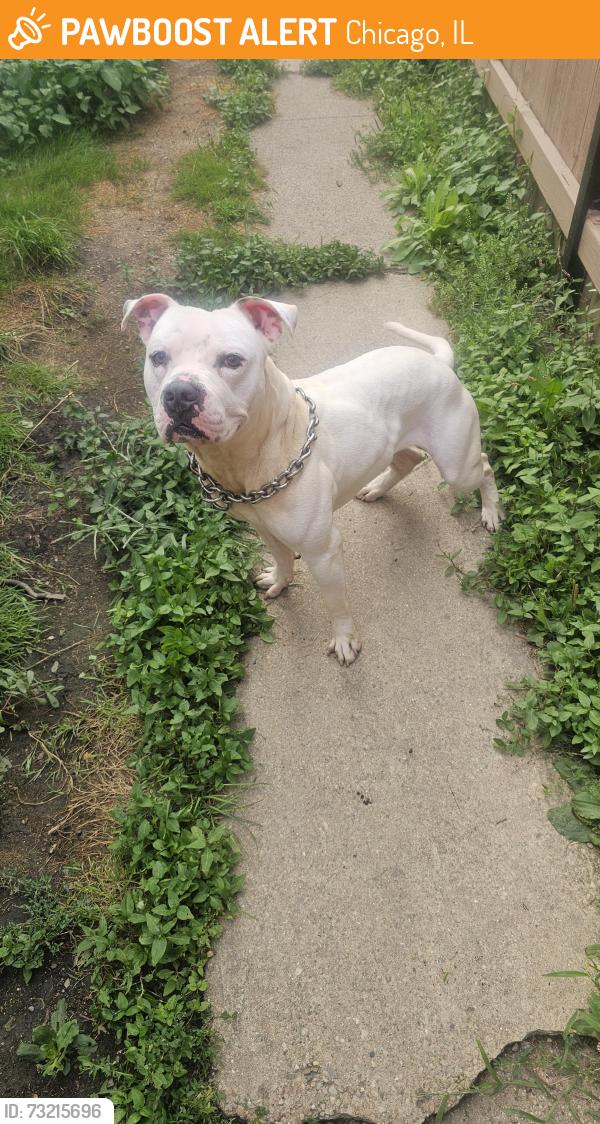 Found/Stray Male Dog last seen Near s Forest Ave, Chicago Il, Chicago, IL 60628