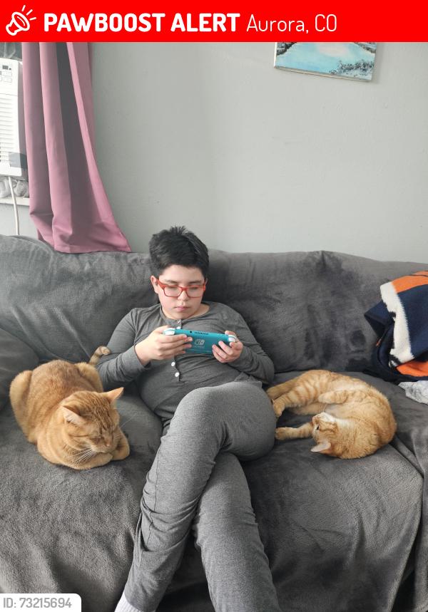Lost Male Cat last seen 11th clinton, Aurora, CO 80010