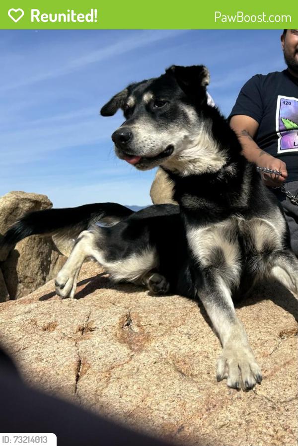 Reunited Male Dog last seen Canes, San Bernardino, CA 92408