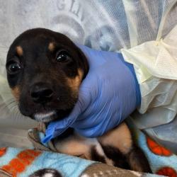 Shelter Stray Male Dog last seen Near Hull Avenue, DES MOINES, IA, 50313, Des Moines, IA 50313