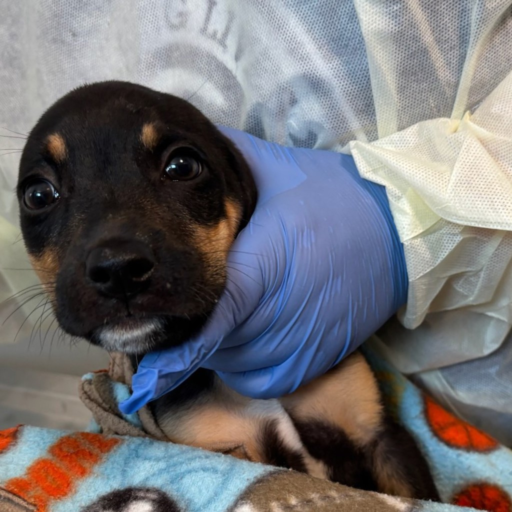 Shelter Stray Male Dog last seen Near Hull Avenue, DES MOINES, IA, 50313, Des Moines, IA 50313