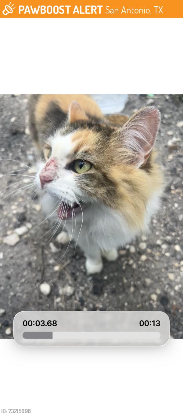 Found/Stray Female Cat last seen Near w Euclid avenue, San Antonio, TX 78212